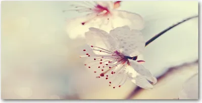Produktbild von Tulup Glas-Bild -140x70- Wandkunst Dekorative Wand für Küche & Wohnzimmer - Blumen & Pflanzen - Kirschblüte - Weiß