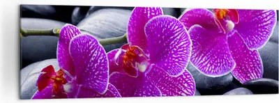 Produktbild von Bild auf Leinwand - Leinwandbild - Blumen Steine Violett Aromatherapie - 160x50cm - Wand Bild - Wanddeko - Leinwanddruck - Bilder - Kunstdruck - Leinwand bilder - Wandkunst - AB160x50-0440