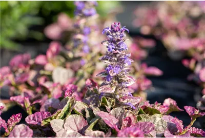 Produktbild von Ajuga ‘Burgundy Glow’ – Mehrfarbiger Garten-Günsel im 12 cm Topf  - Weiß-Grün-Purpur – dekorativer, wintergrüner Bodendecker - 12 cm