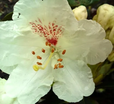 Immagine prodotto di Rhododendron Hybride " Breslau " Rosa alpina a fiore grande alta 30-40 cm