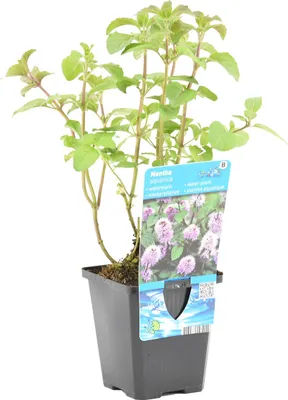 Produktbild von Bloomique - Mentha Aquatica - Wasserminze - Teichpflanzen Winterhart - Wasserpflanzen - Zone 2 - Höhe 10-20 cm - Topf 9 cm