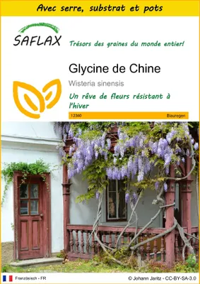 Image de SAFLAX Ensemble de culture - Glycine de Chine - 4 graines - Wisteria