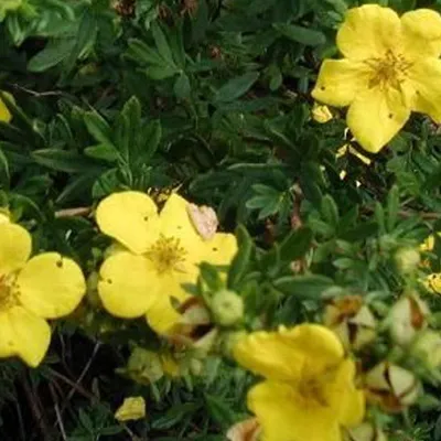 Immagine prodotto di 2 x  Potentilla fruticosa 'Goldstar'  | 25-30 cm in vaso