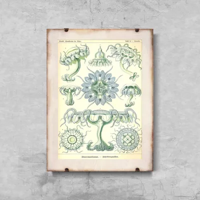 Produktbild von Poster - Canvas - Leinwand - 29,7 cm x 42 cm - Sea Qualle Discomedusae