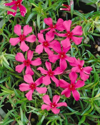 Produktbild von Phlox subulata 'Scarlet Flame', Teppichphlox, leuchtend rot, ca. 9x9 cm Topf