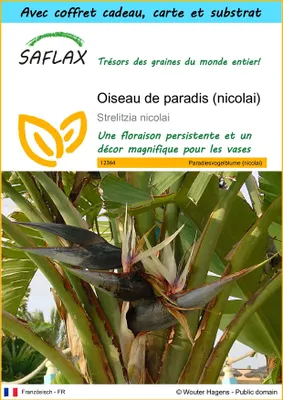 Image de SAFLAX Ensemble-cadeau - Oiseau de paradis (nicolai) - 5 graines - Strelitzia