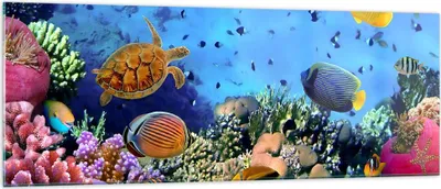 Produktbild von Bilder auf glas - Korallenriff - 140x50cm - Glasbilder - Wandbilder - Kunstdruck - zum Aufhängen bereit - Wanddekoration aus Glas - Glas Bilder - Wandbild auf Glas - Einteilig - GAB140x50-3569