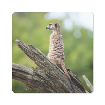 Produktbild von MuchoWow® Mauspad Mousepad Erdmännchen - Ast - Baum 30x30 cm - Mousepads - Maus Mat - Pad - Mausunterlage - Gaming