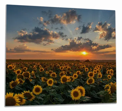 Produktbild von Wallario Herdabdeckplatte aus Glas, Größe 60 x 52 cm 1-teilig, Motiv Sonnenblumenwiese vor Wolken mit Sonnenuntergang