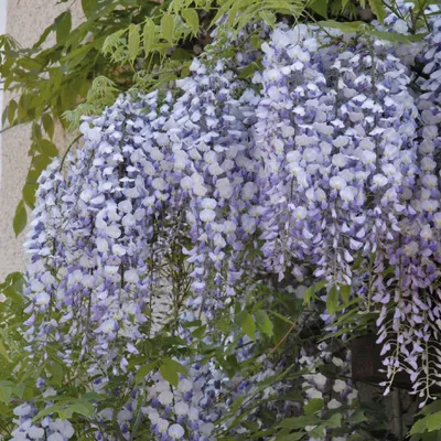 Obrázek produktu pro Wisteria floribunda Amethyst 2L
