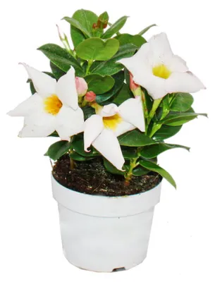 Obrázek produktu pro Dipladenia - Chilský jasmín - 10cm květináč - 1 rostlina - bílá