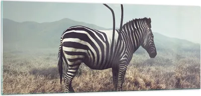 Produktbild von Bilder auf glas - Zebra Tier Wiese - 100x40cm - Glasbilder - Wandbilder - Kunstdruck - zum Aufhängen bereit - Wanddekoration aus Glas - Glas Bilder - Wandbild auf Glas - Einteilig - GAB100x40-3959