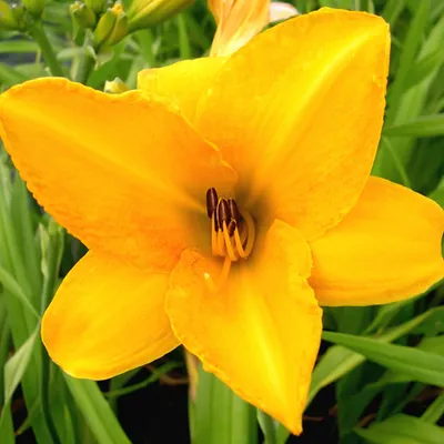 Obrázok produktu pre 6 x denivka - Hemerocallis 'Chicago Sunrise' | Kvetináč 9 cm x 9 cm