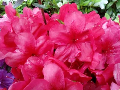 Produktbild von Japanische Azalee Muttertag - Syn. Mother's Day - Rhododendron obtusum - 30-40cm