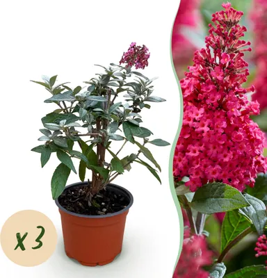 Produktbild von Buddleja davidii Butterfly Candy Little Ruby - Schmetterlingsstrauch - Kompakt - Rot - 3 Pflanzen - 20-30cm - Ø12cm - Gartenpflanze
