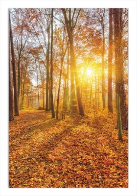 Produktbild von Wallario Wandbild Sonnenuntergang im herbstlichen Wald, Größe: 61 x 91,5 cm, Poster mit rahmenlosen Bildhalter