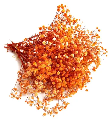 Getrocknete Schleierkraut-Blüten, 5 Stiele, 15 cm, orange