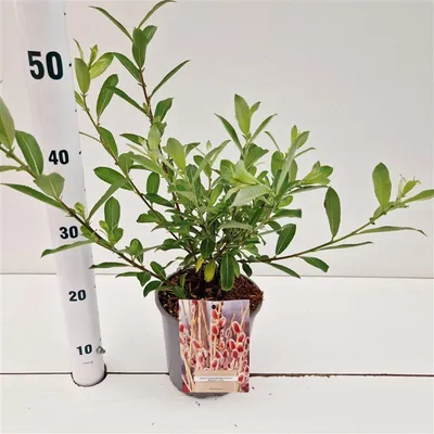 Produktbild von Salix chaenomeloides 'Mount Aso' - Weide | 25-30 cm im Topf