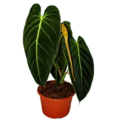 Image de Philodendron melanochrysum - l'ami des arbres noir et or - pot de 20cm