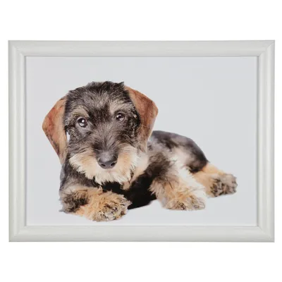 Produktbild von Mars & More Schosunterlage - Dackeldruck - Laptray - 43 x 33 cm