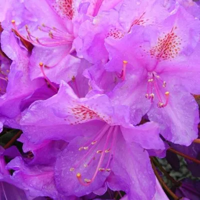 Obrázok produktu pre Rododendron 'Lee's Dark Purple' | 40-50 cm v kontajneri