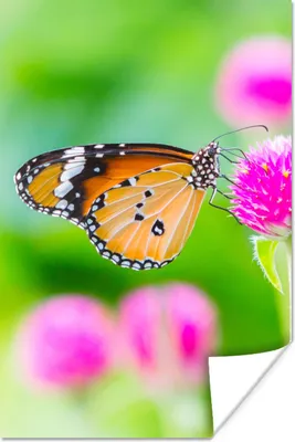 Produktbild von MuchoWow® Poster Landleben - Schmetterling - Distel - Blume 40x60 cm - Plakate für die Wand - Poster Babyzimmer