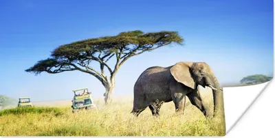 Produktbild von MuchoWow® Poster Elefant in der Savanne des Serengeti-Nationalparks in Tansania 150x75 cm - ohne Rahmen