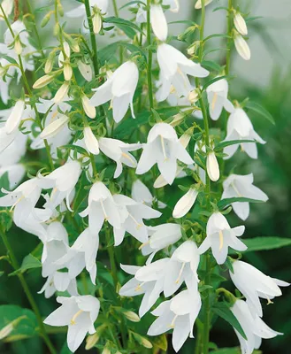 Produktbild von Campanula sarmatica, Glockenblume, ca. 9x9 cm Topf