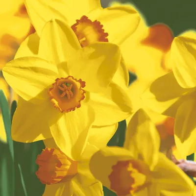 Produktbild von 20 Servietten Yellow Daffodils - Natürliche Narzissenblüten 33x33cm