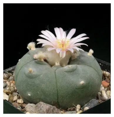 Produktbild von Lophophora williamsii fricii Samen (Auswahl aus 10/50 Samen)