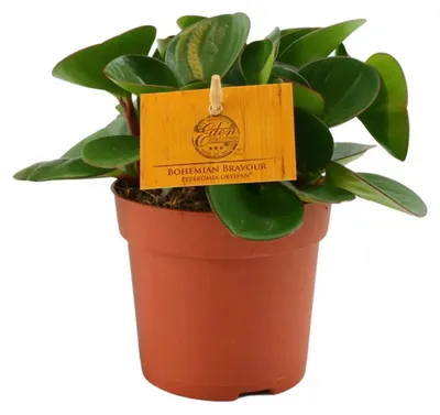 Produktbild von Zwergpfeffer Peperomia obtipan - Ø11cm - ↕15cm