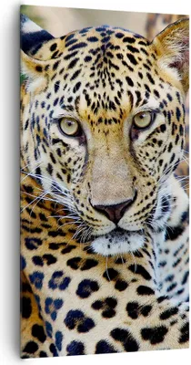 Produktbild von Bild auf Leinwand - Leinwandbild - Leopardpanther Katze Tier Savanne - 65x120cm - Wand Bild - Wanddeko - Leinwanddruck - Bilder - Kunstdruck - Leinwand bilder - Wandkunst - PA65x120-0402