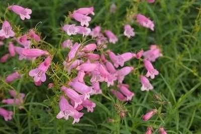 Produktbild von 6 x  Penstemon hybr. 'Evelyn' - Bartfaden - Topf 9 x 9 cm