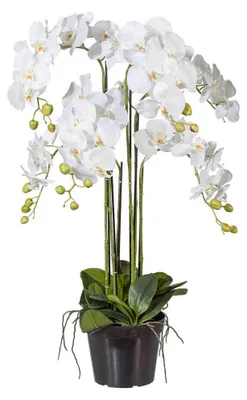 Produktbild von Kunstblume PHALENOPSIS Orchidee ca 90cm WEISS. im Kunststofftopf 20cm.
