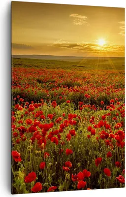Produktbild von Bild auf Leinwand - Leinwandbild - Einteilig - Mohn Blume Wiese - 80x120cm - Wand Bild - Wanddeko - Wandbilder - Leinwanddruck - Wanddekoration - Leinwand bilder - Wandbild - PA80x120-3643