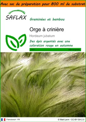 Image de SAFLAX Garden in the bag - Orge à crinière - 70 graines - Hordeum