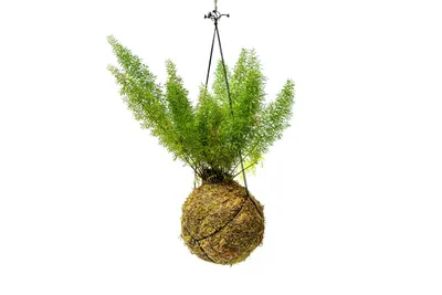 Obrázek produktu pro Gardners Kokedama Asparagus densiflorus Meyers (L)