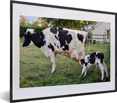 Produktbild von MuchoWow® MuchoWow® Gerahmtes Poster Kuh - Kalb - Bauernhof 40x30 cm - Poster mit zchwarzem Bilderrahmen - Bilderrahmen - Poster im Rahmen