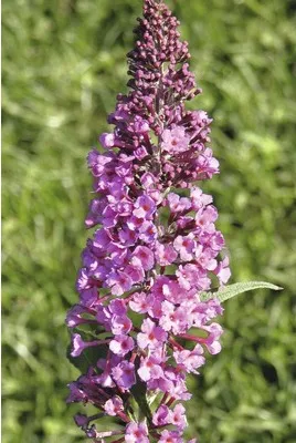 Obrázek produktu pro Motýlí keř, komule Davidova růžová FloraSelf Buddleja davidii 60-80 cm květináč 3 l