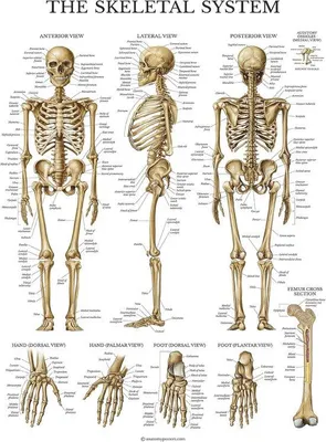 Produktbild von Famanu Anatomisches Skelett Poster - Gelaminierte Anatomische Karte des Menschlichen Skeletts (45 x 60 cm)