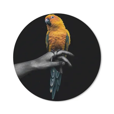 Produktbild von MuchoWow® Mauspad Mousepad Vogel - Papagei - Hand - Gelb 40x40 cm - Mousepads - Maus Mat - Pad - Mausunterlage - Schreibtisch Accessoires