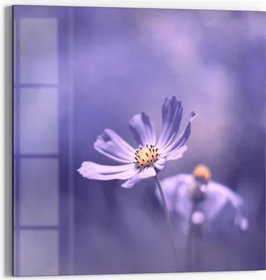 Produktbild von DEQORI Glasbild Echtglas 30x30 cm 'Lilablütenzauber' Wandbild Bild modern Deko