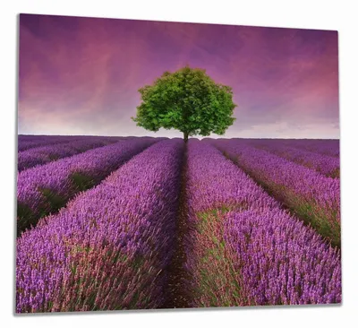 Produktbild von Wallario Herdabdeckplatte aus Glas, Größe 60 x 52 cm 1-teilig, Motiv Lila Blumenfeld