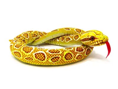 A plush toy snake coiled on a white background.