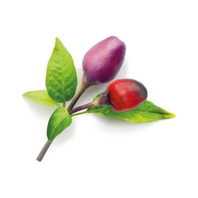 Zdjęcie produktu dla Click & Grow 4742793008745, Roślina jadalna, Papryczka chili, Zestaw startowy, 3 szt.