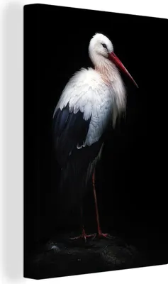 Produktbild von OneMillionCanvasses® - Leinwandbilder - 90x140 cm, Porträtstorch auf schwarzem Hintergrund, Wandbilder Kunstdruck Wanddekoration - Wandschmucke - Schlafzimmer