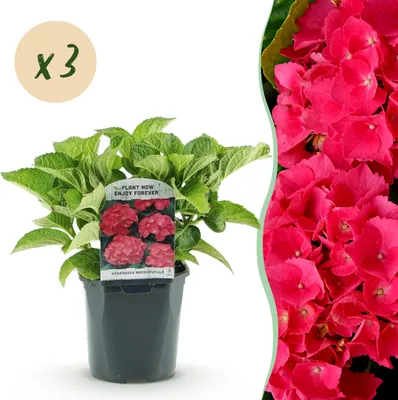 Image de Hydrangea - Hydrangea macrophylla Red - Fleur Rouge - 3 Plantes - 1 m2 - Caduque - Peu d'entretien - 30cm - Ø18cm - Plante de jardin