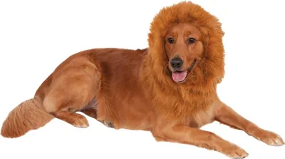 Image de Bristol Novelty - Costume pour chien BN5130 (taille unique) (Marron)