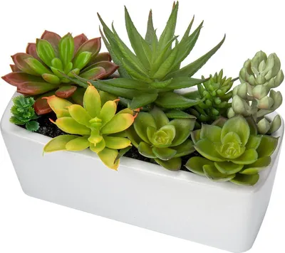 Image de Succulente artificielle dans pot en céramique blanc - Plante d'intérieur décorative