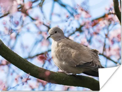 Produktbild von MuchoWow® Poster Vogel - Blumen - Taube - Blütenzweige - Rosa 120x90 cm - Wandbild